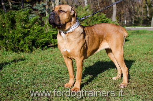 Collare in cuoio bianco con borchie a punta per Cane Corso